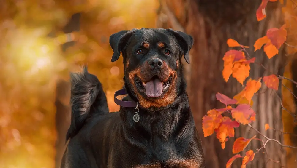 Rottweiler