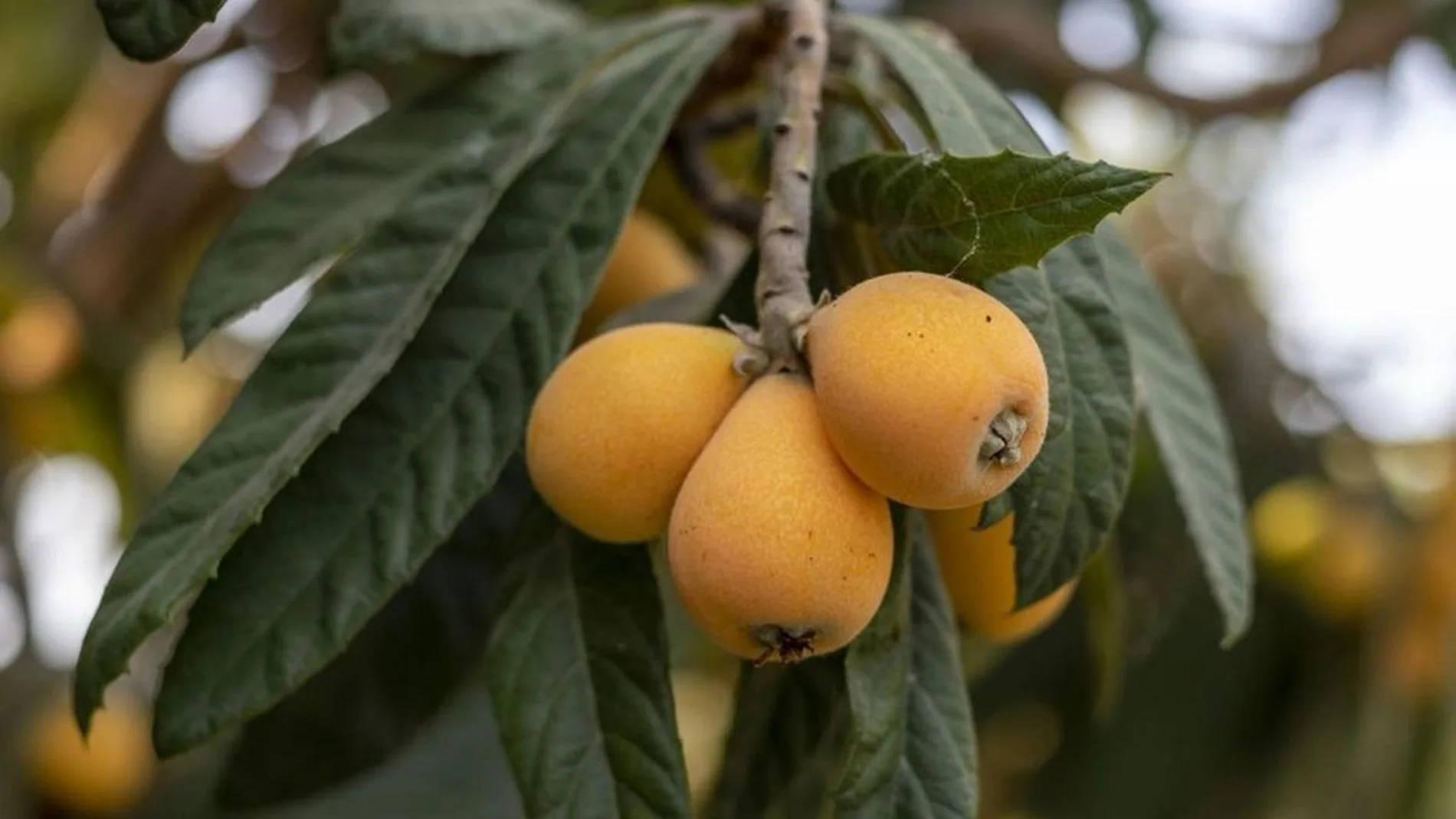 Nísperos en un árbol