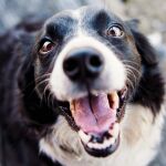 ¿Por qué tiembla mi perro? El veterinario explica las razones más comunes 