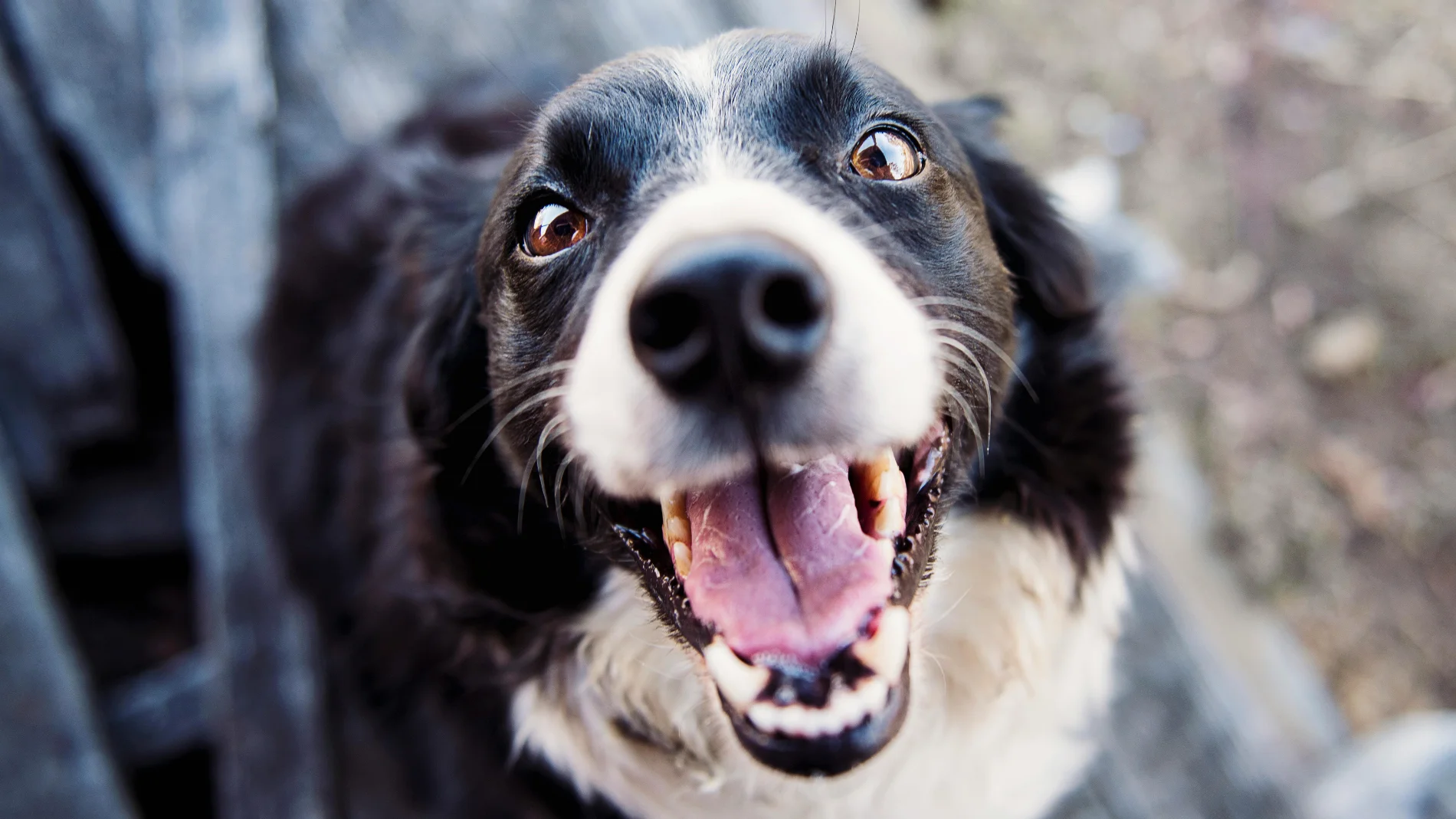 ¿Por qué tiembla mi perro? El veterinario explica las razones más comunes