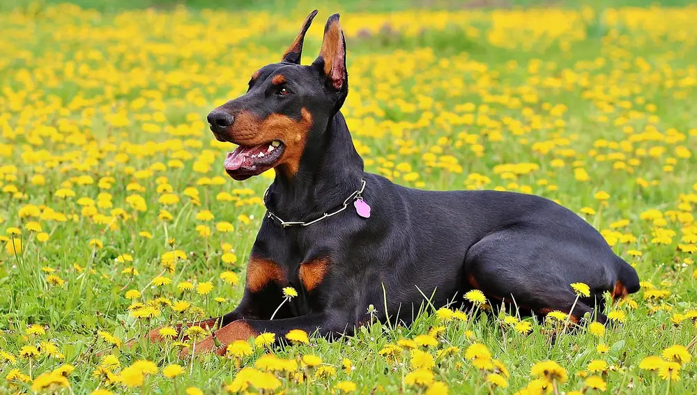 Dobermann