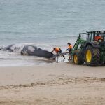 Operarios del Ayuntamiento de Rota trabajan para retirar de la playa una ballena varada en estado de descomposición