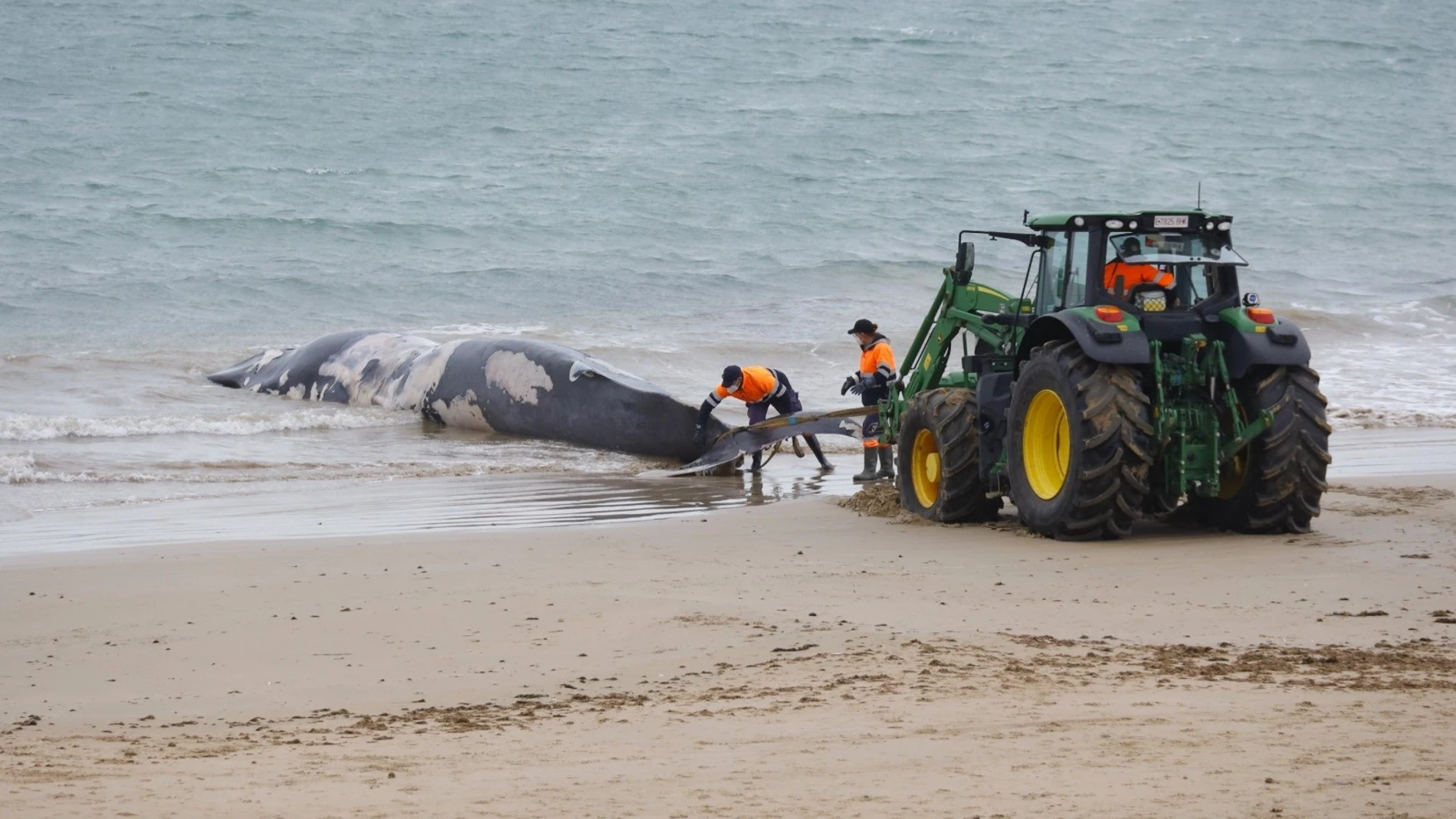 Operarios del Ayuntamiento de Rota trabajan para retirar de la playa una ballena varada en estado de descomposición.REMITIDA / HANDOUT por AYUNTAMIENTO DE ROTAFotografía remitida a medios de comunicación exclusivamente para ilustrar la noticia a la que hace referencia la imagen, y citando la procedencia de la imagen en la firma20/01/2025