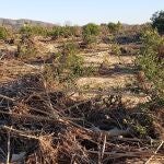 AVA-Asaja critica que las ayudas de la dana del Gobierno central "dejan fuera a afectados sin ingresos agrarios en 2023"