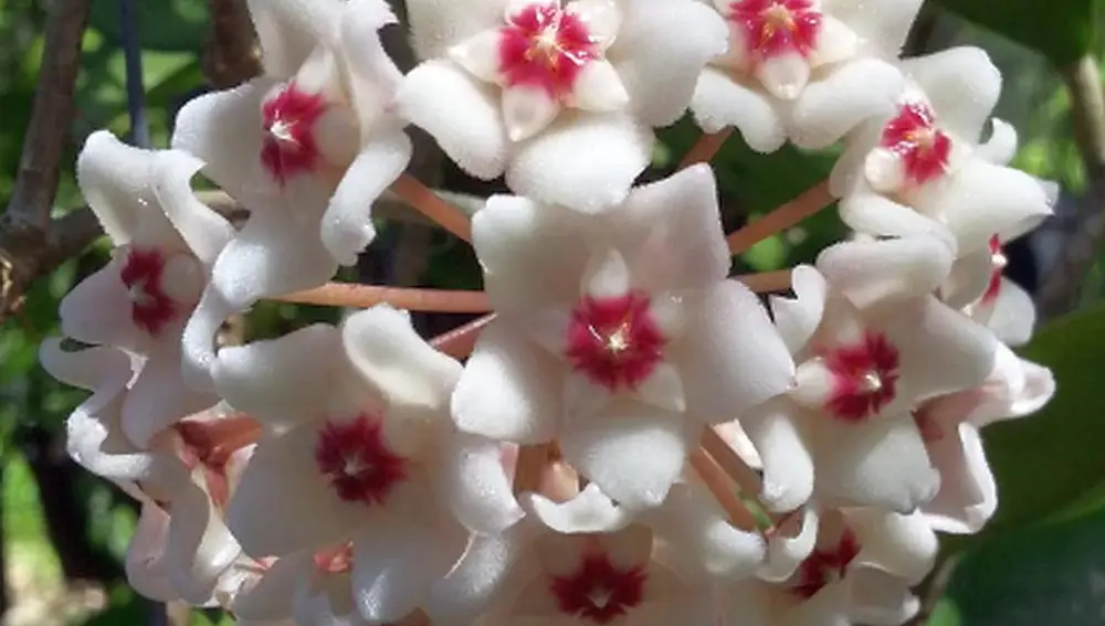 Flor de porcelana (hoya australis)