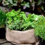 La planta que conviene tener en el jardín de enero a marzo