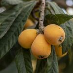 Níspero en un árbol