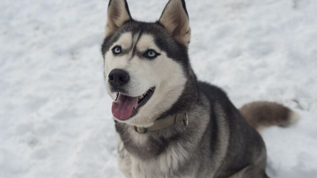 Husky Siberiano
