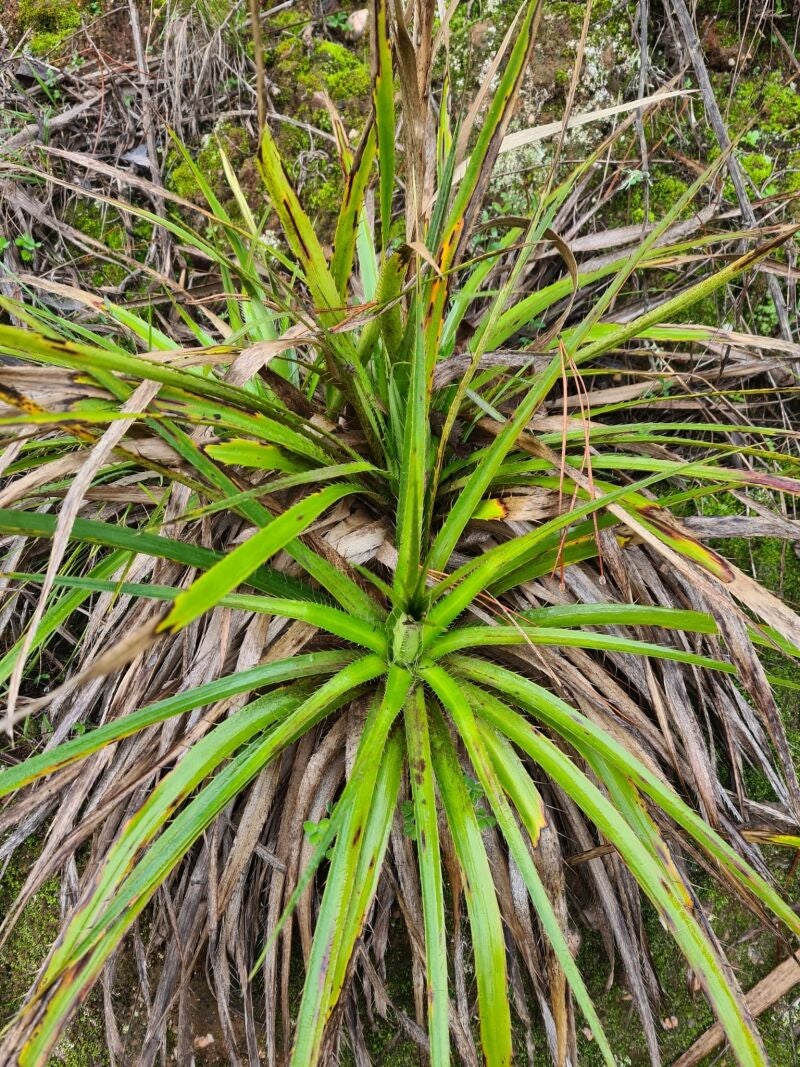 Falso caraguatá
