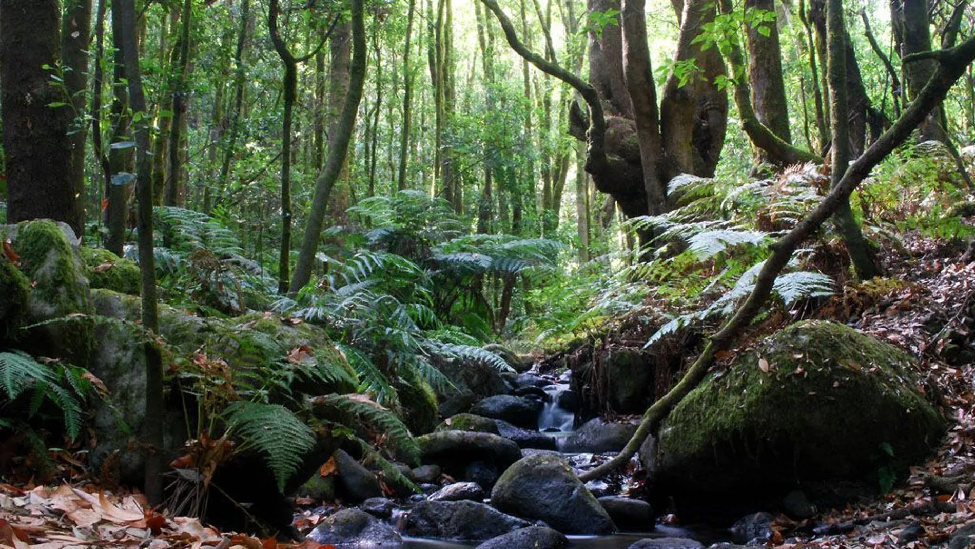 Tenerife alberga las mejores caminatas de Canarias