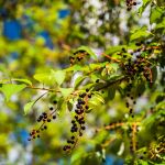 Planta de saúco con bayas negras, muy común en España