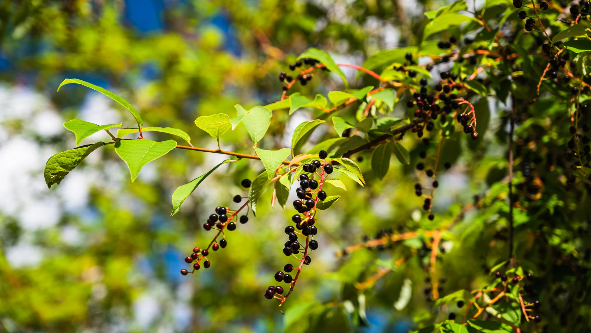 Planta de saúco con bayas negras, muy común en España