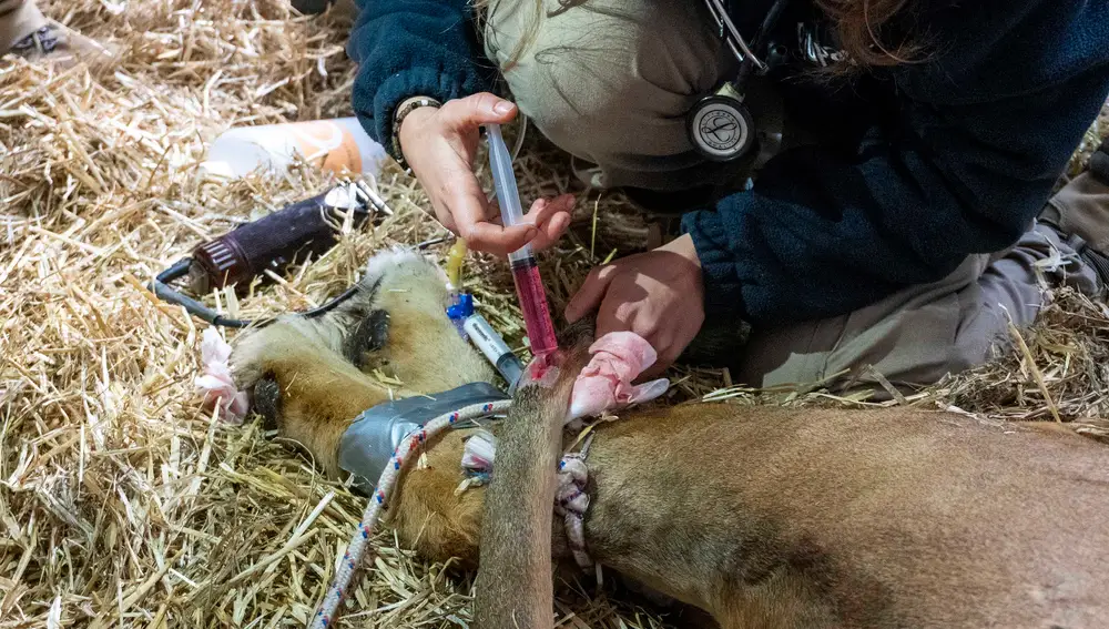 Intervención veterinaria a un león -