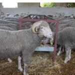 Corderos españoles exportados a Marruecos