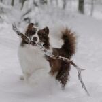 Las sensaciones que experimentan los perros al entrar en contacto con la nieve: haz esto para mejorar su experiencia