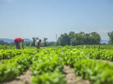 Imagen de unos agricultores cultivando en un campo de la Región de Murcia Imagen de unos agricultores cultivando en un campo de la Región de Murcia