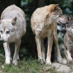 Una manada de lobos