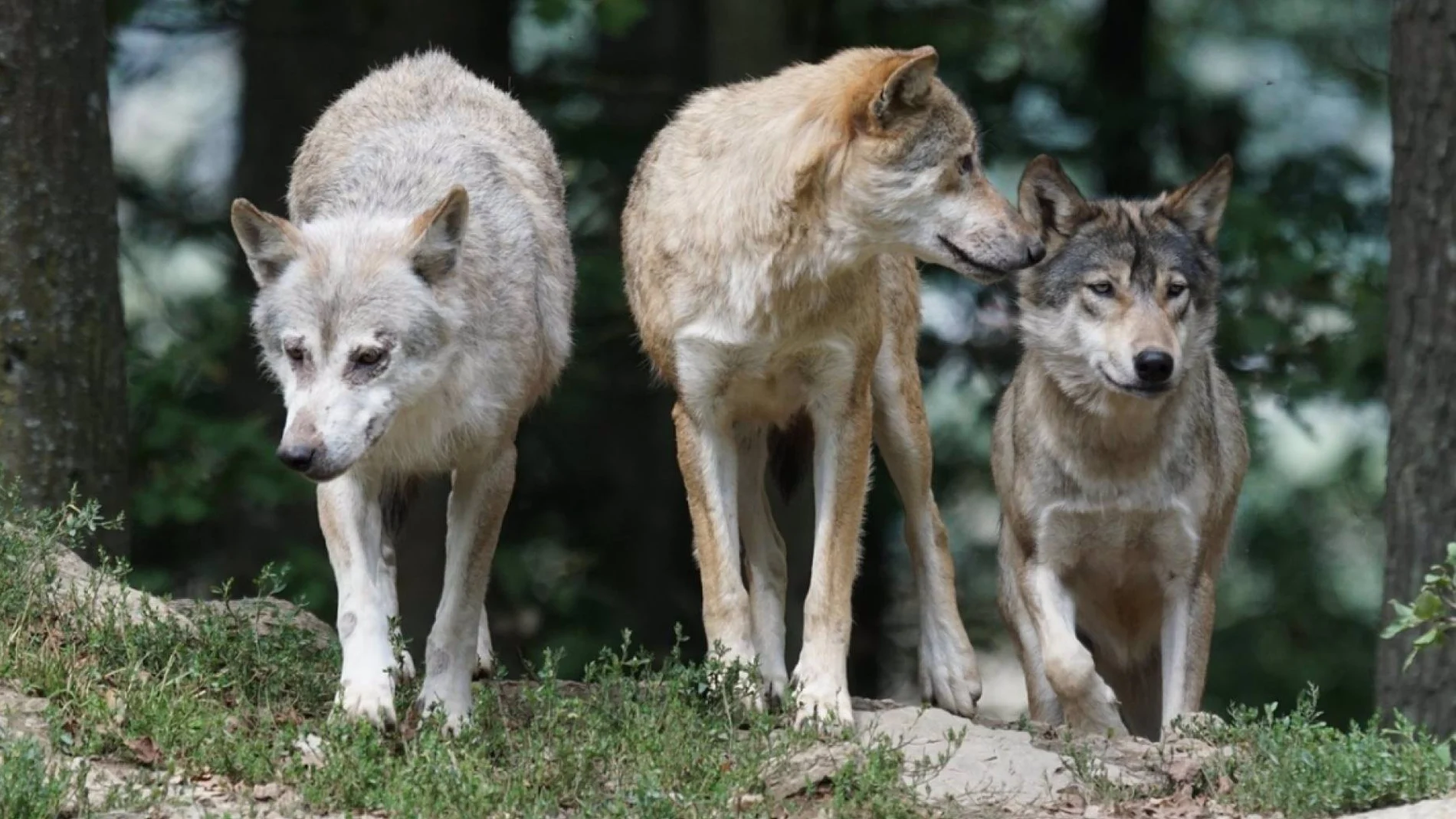 Una manada de lobos