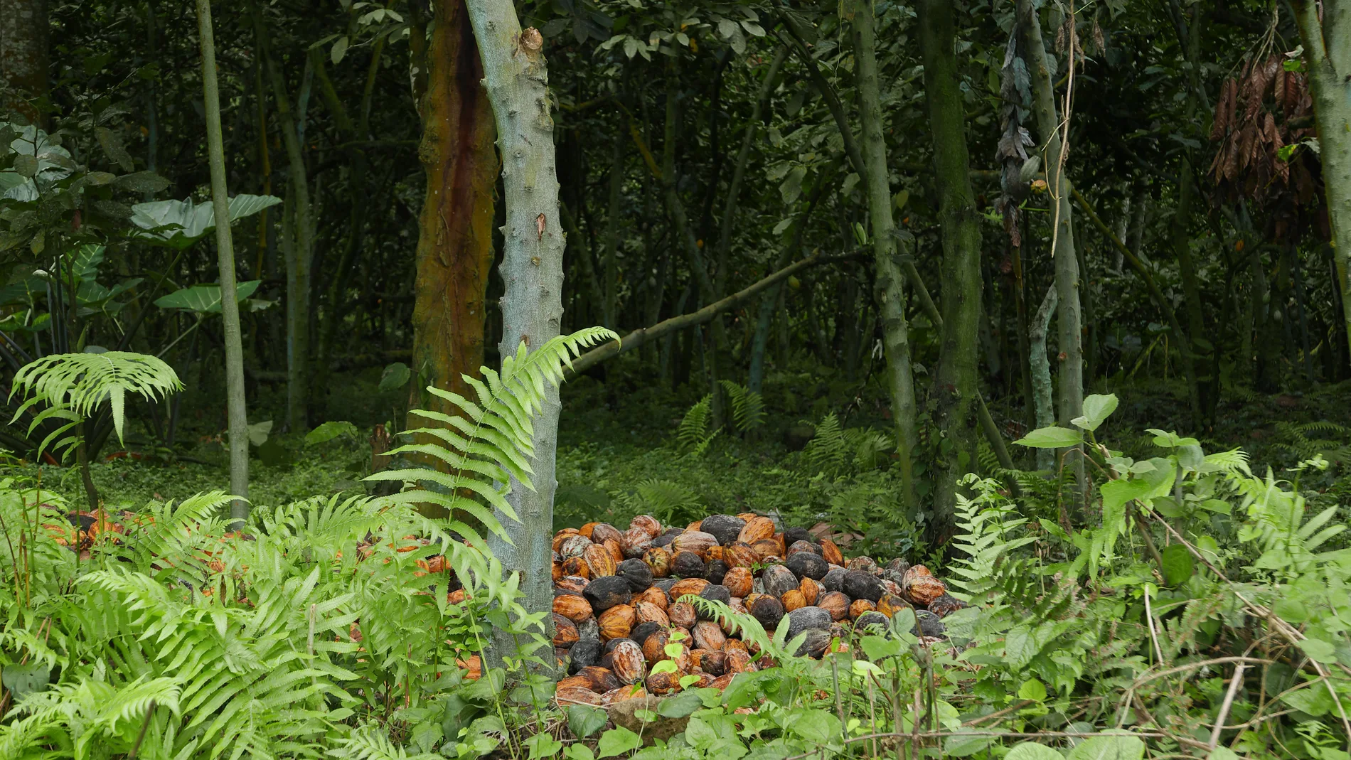 Frutos de cacao amontonados en una jungla de Guinea Ecuatorial. Frutos de cacao amontonados en una jungla de Guinea Ecuatorial en medio del bosque de cacao.