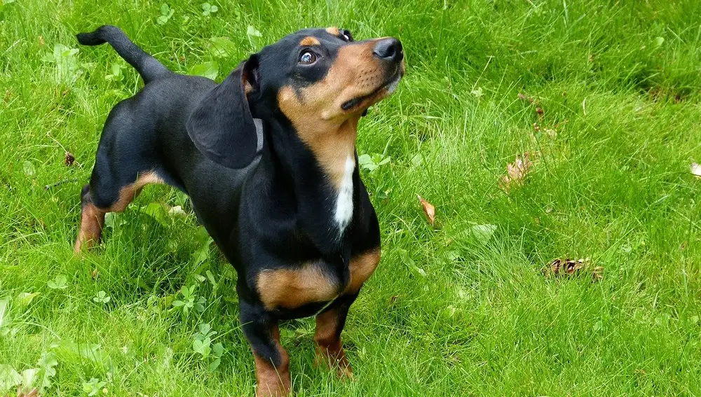 Perro Salchicha