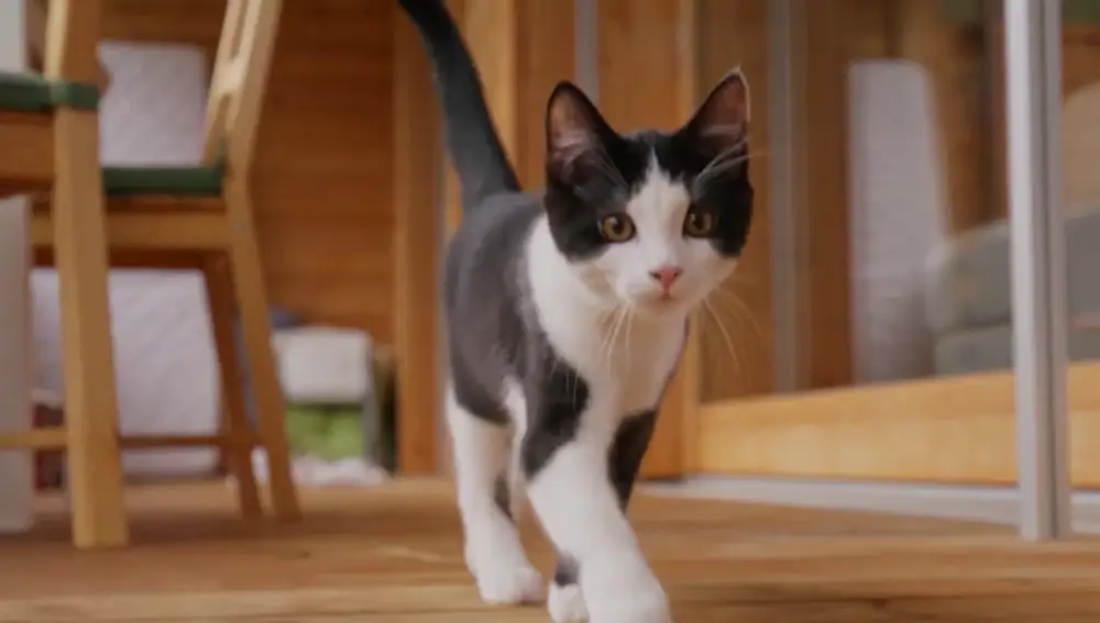 Los gatos aprenden los nombres de las cosas mejor que un bebé humano