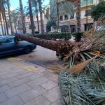 El viento derribó este martes una palmera en la calle Reus de Valencia