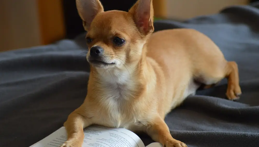 Chihuahua