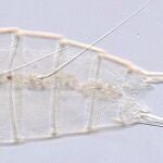 Describen una nueva especie de dragón del fango a 6.000 metros de profundidad en el polo sur