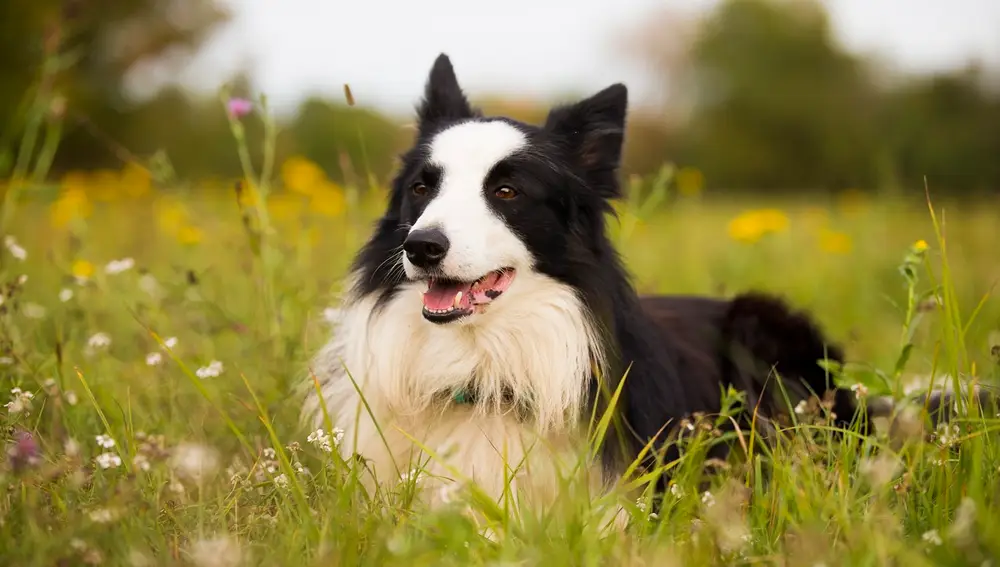 Border Collie