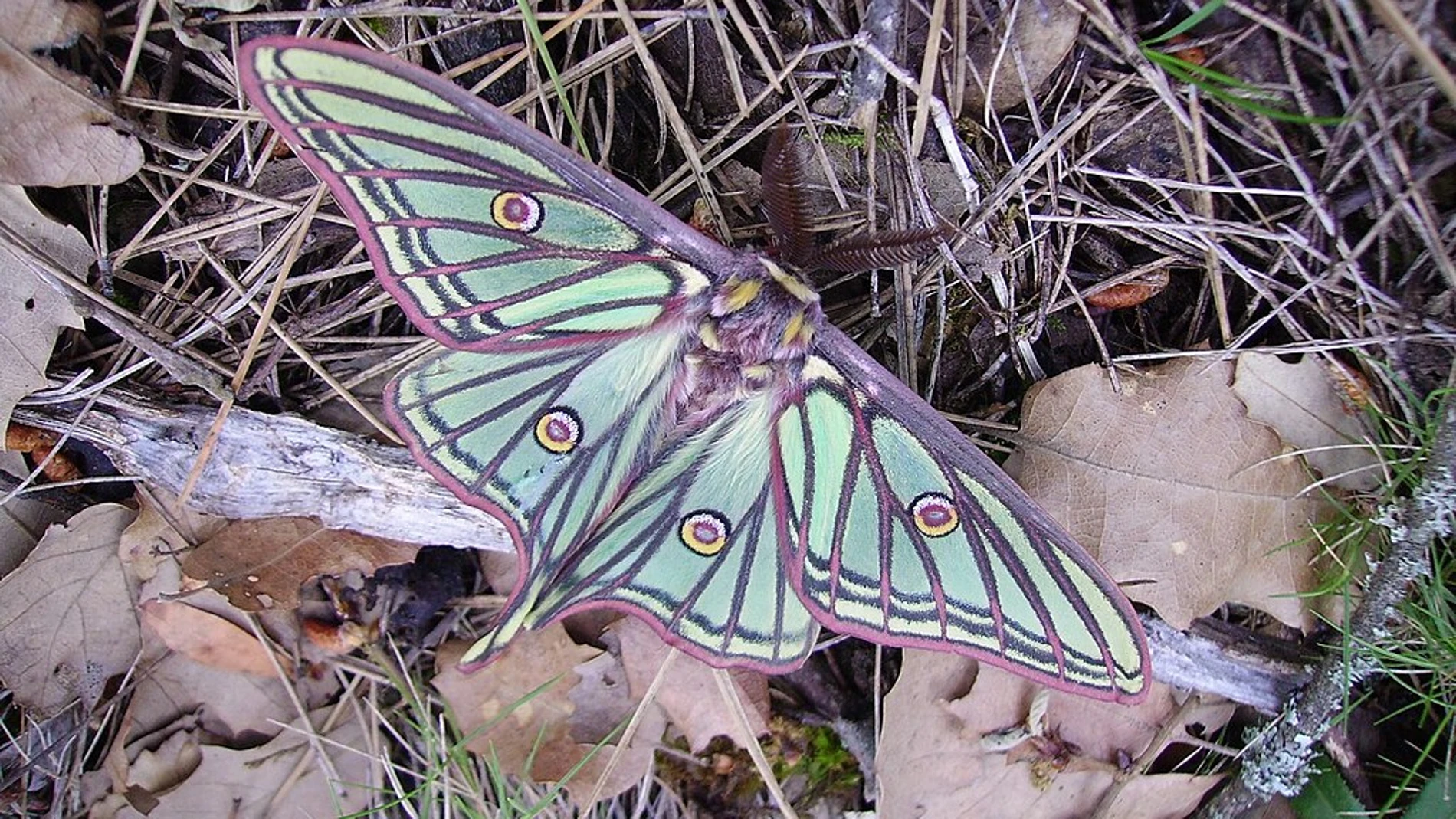 Graellsia isabellae