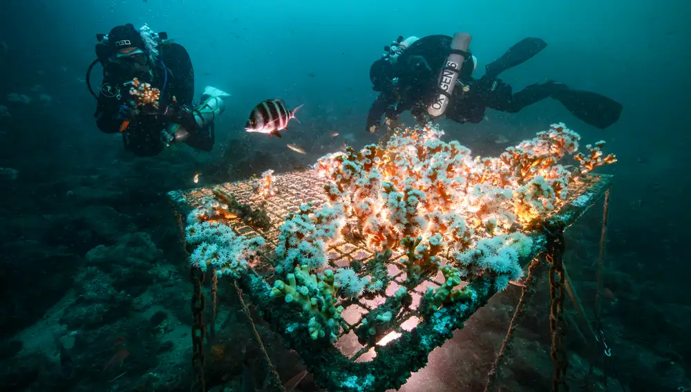 Una de las guarderías de coral en la Punta de la Mona