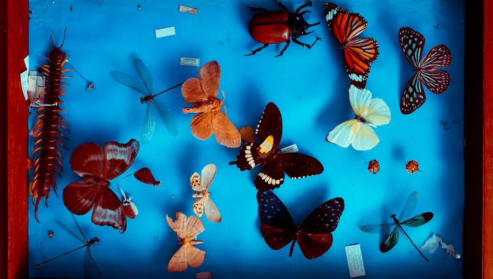 Exposición de insectos