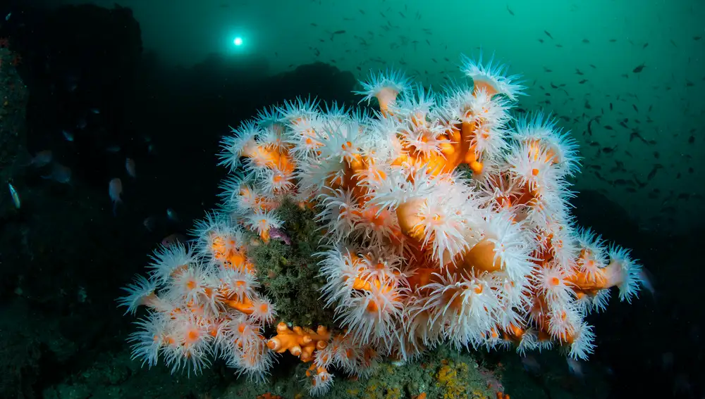 Un coral candelabro con los pólipos abiertos