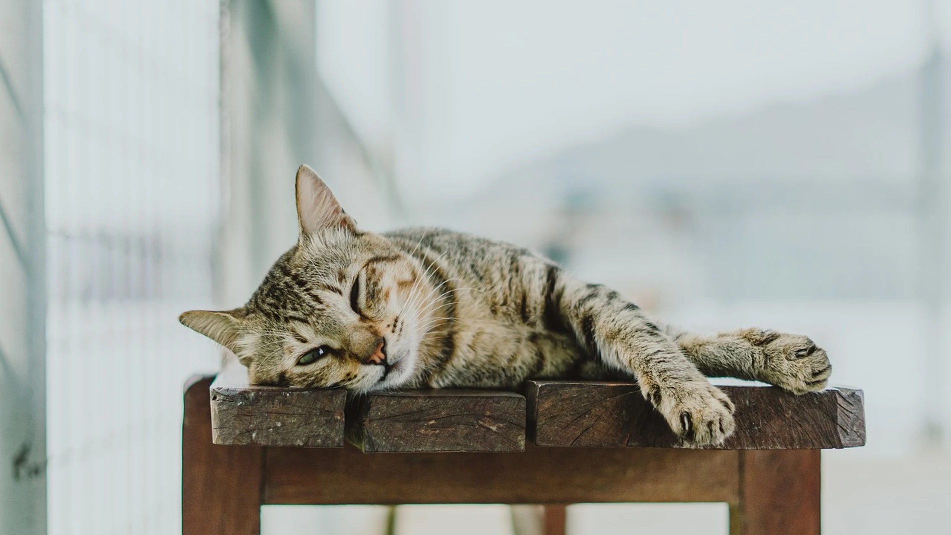 ¿Dónde van los gatos cuando salen de casa? Esto es lo que dice un nuevo estudio