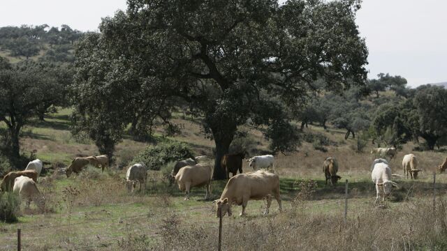 La dehesa andaluza es un gran sumidero de CO2 