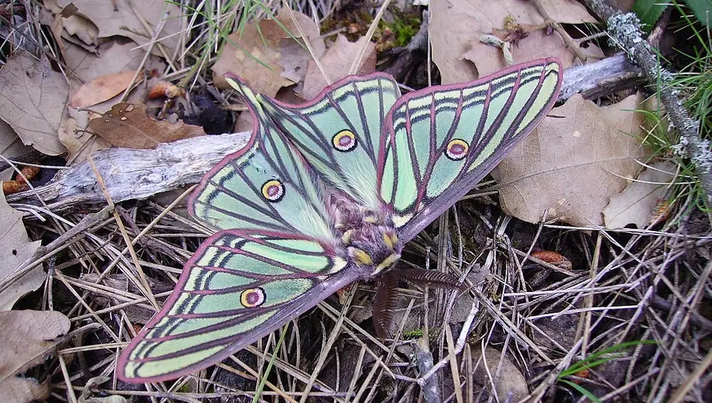 La mariposa más bonita del mundo está en España y es de color verde