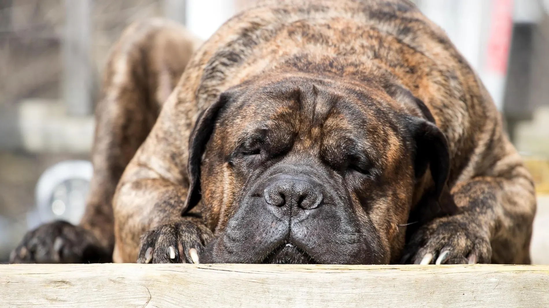 Quién fue 'Becerrillo', el perro español que participó en la conquista del Nuevo Mundo