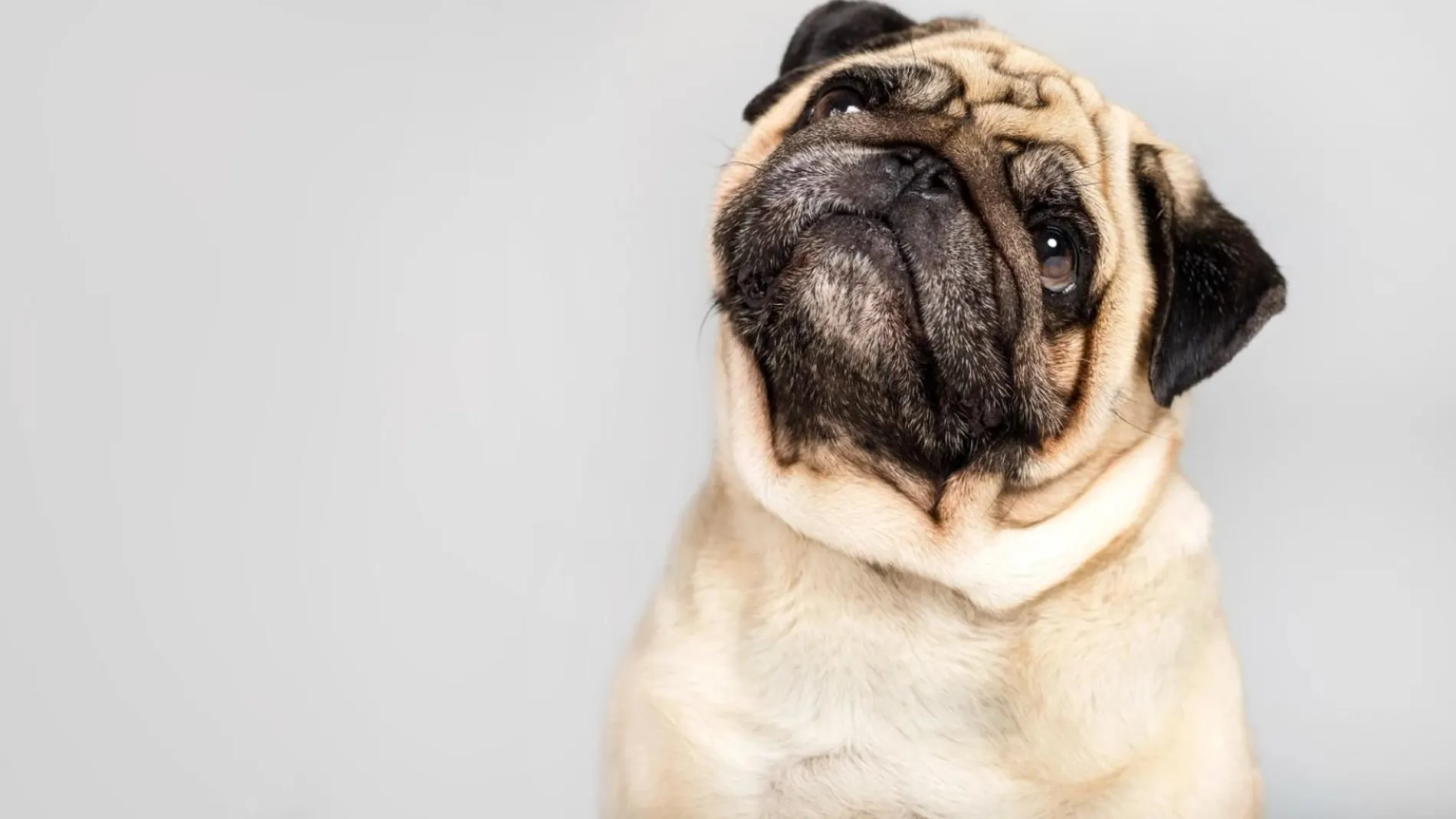 Estos son los alimentos que tu perro nunca debe comer bajo ningún concepto