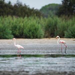 Flamencos en una de las lagunas de Doñana