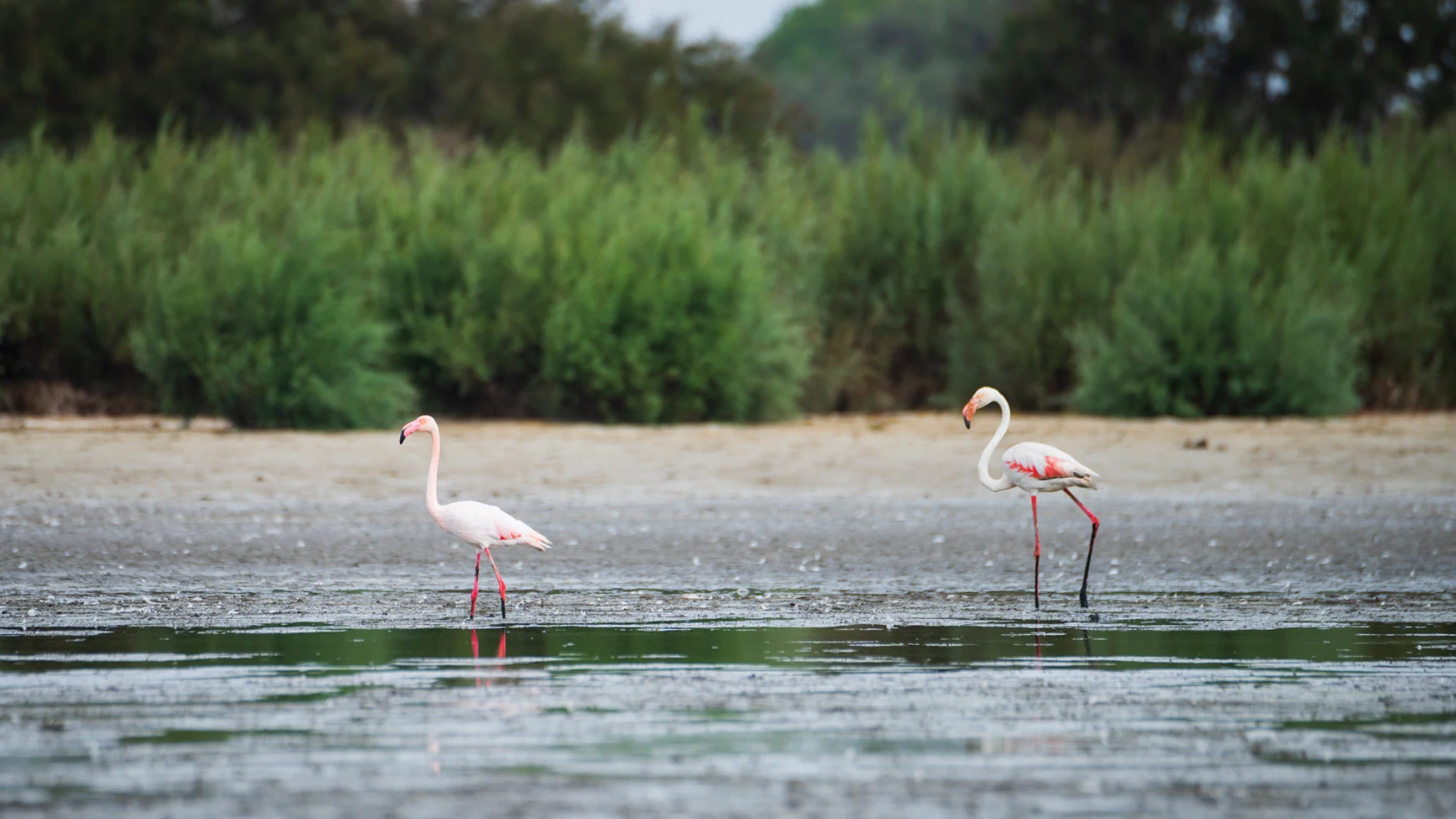 Flamencos en una de las lagunas de Doñana