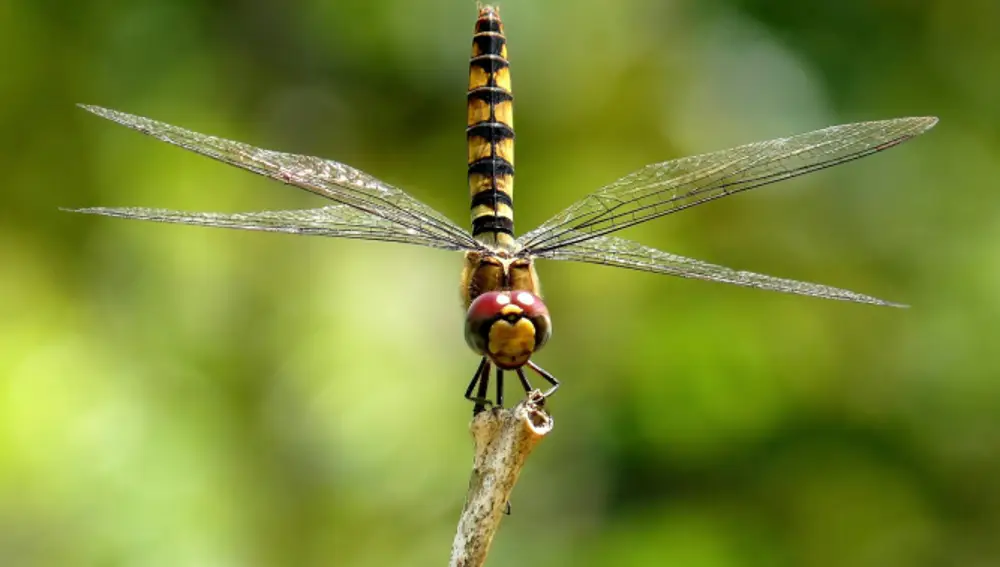 Libelula.