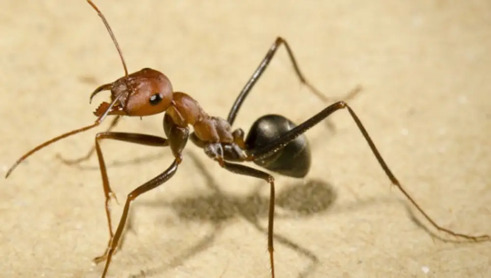 Una hormiga de la especie Cataglyphis velox.
