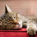 Gato