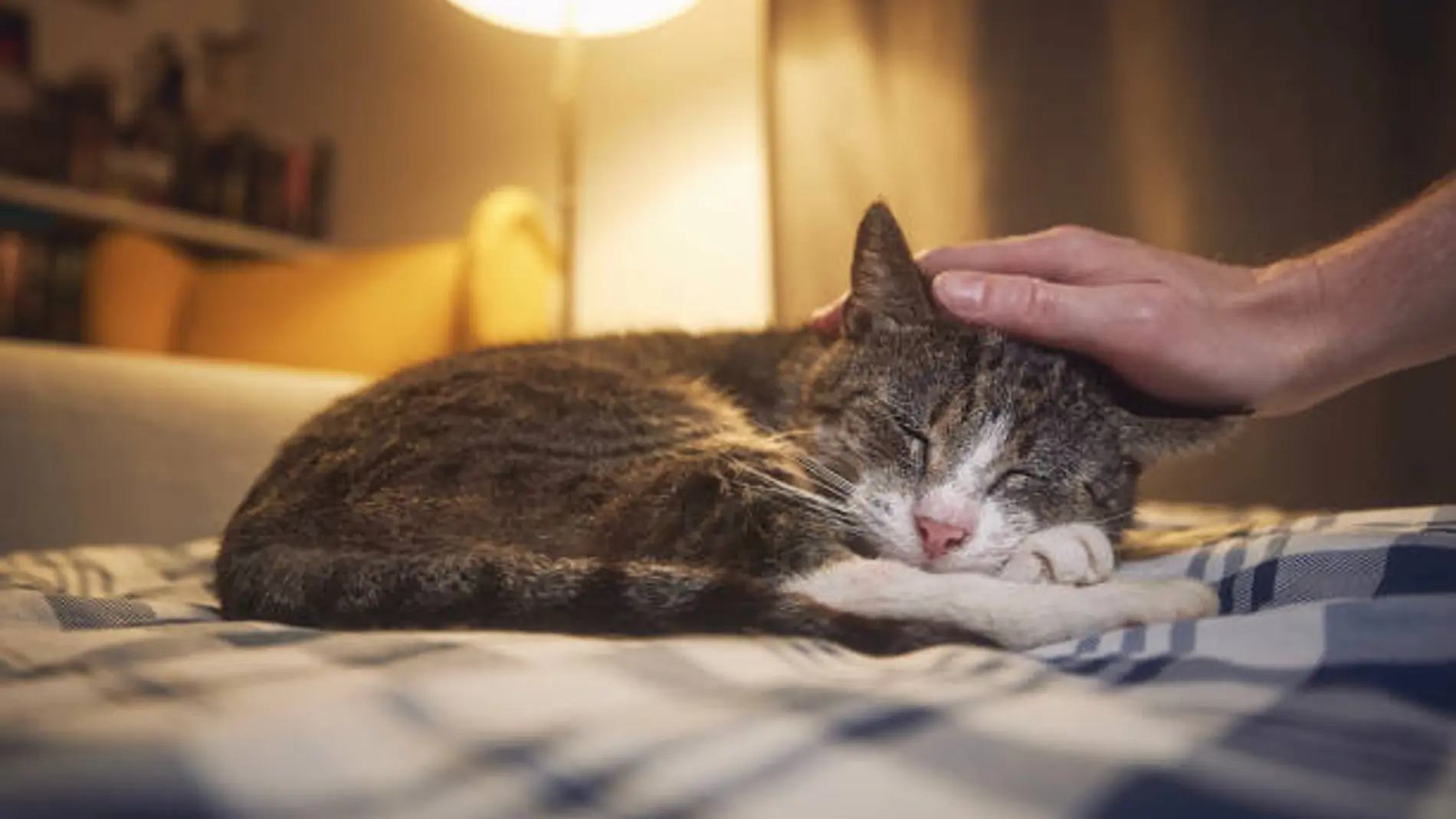 Estas son las señales que indican que a tu gato le queda poco tiempo de vida