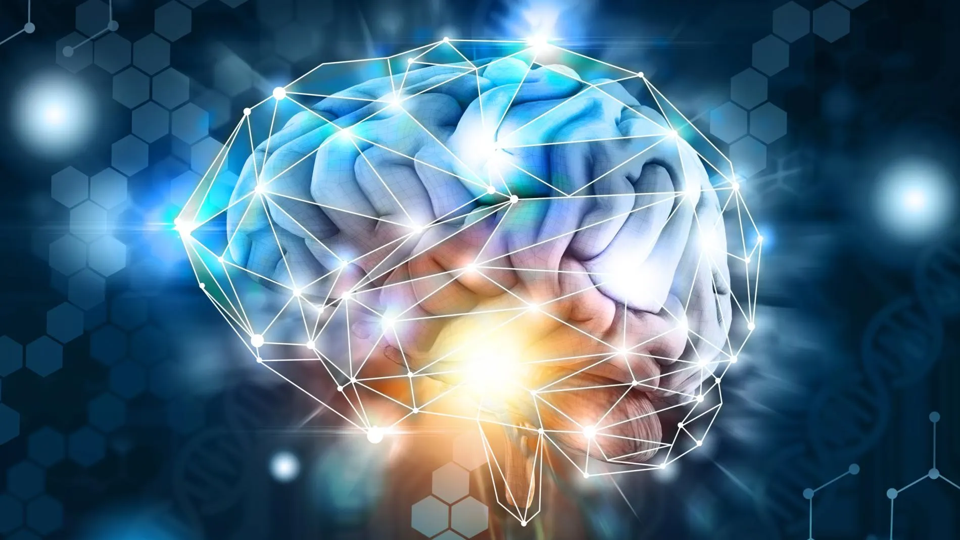 magen de un cerebro humano