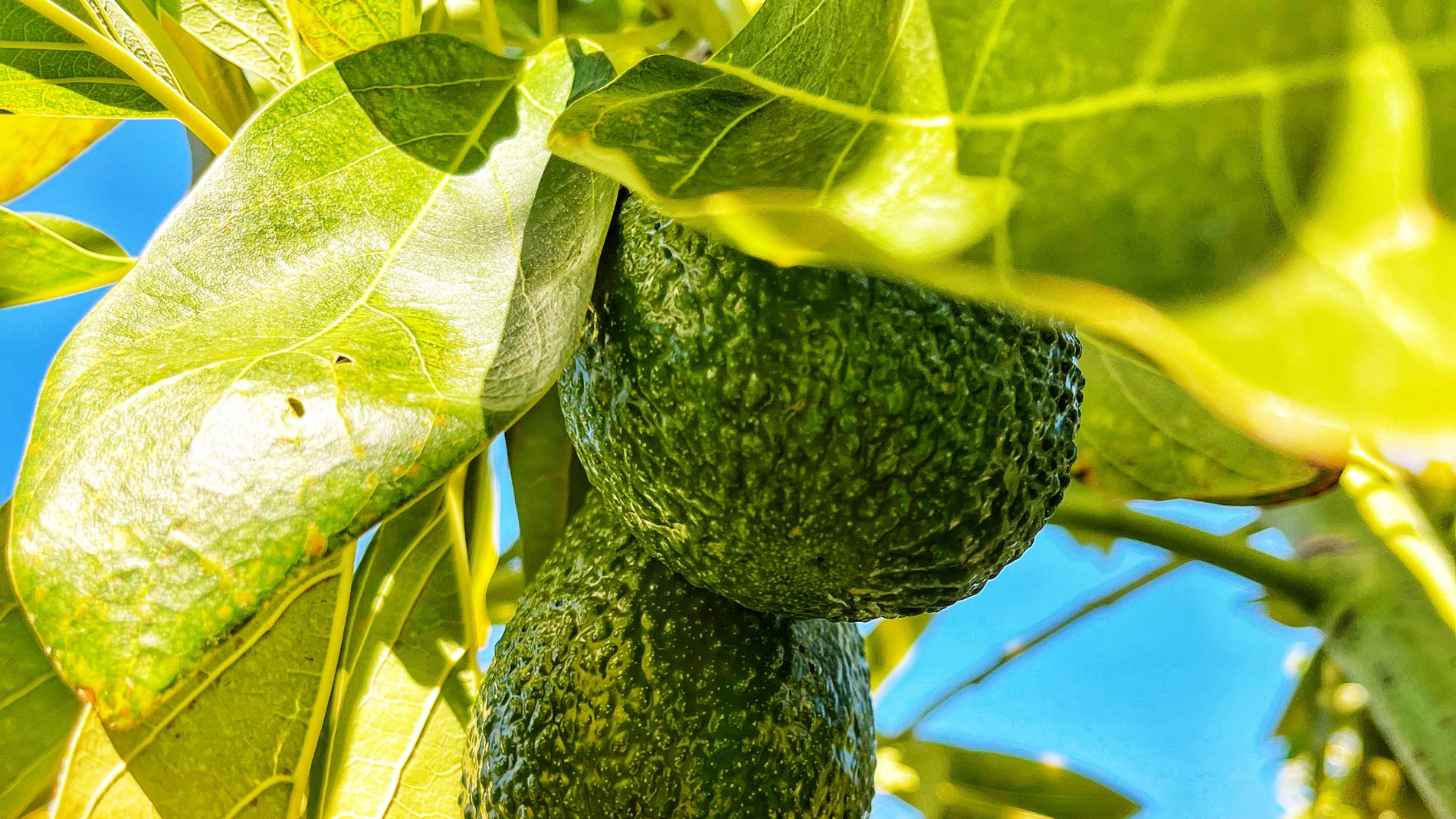 Aguacates