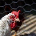 Nueva York ordenó el cierre temporal de sus mercados de aves vivas al detectar casos de gripe aviar