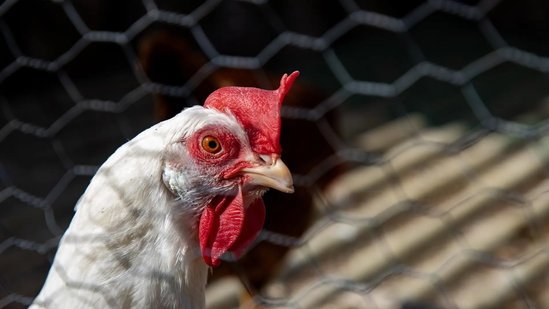 Nueva York ordenó el cierre temporal de sus mercados de aves vivas al detectar casos de gripe aviar