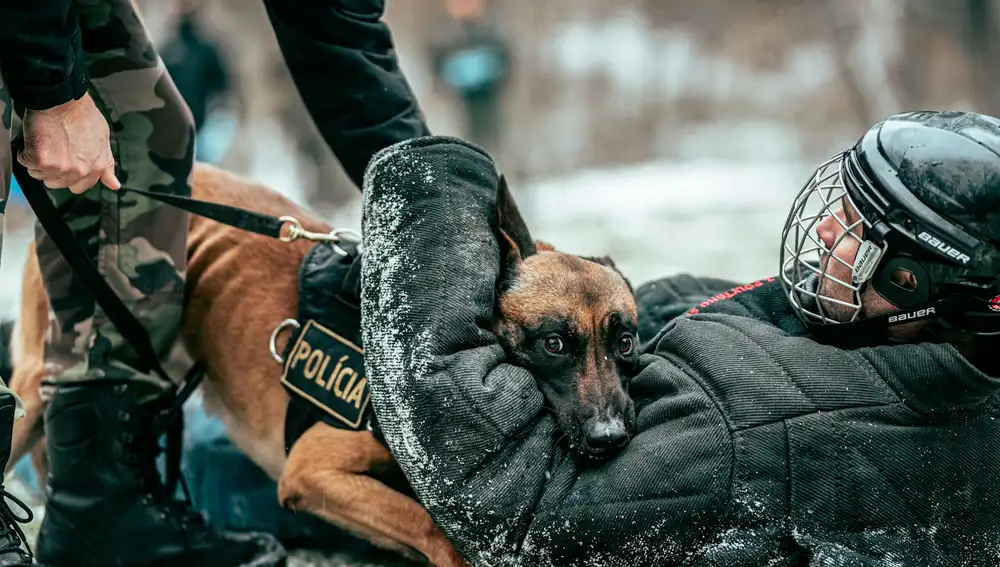 Perro policía entrenando