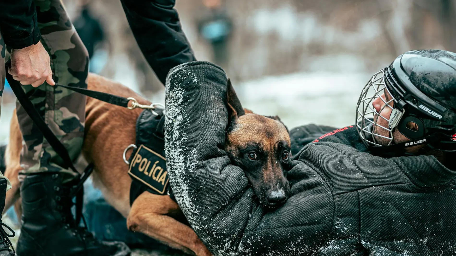 Perro policía entrenando